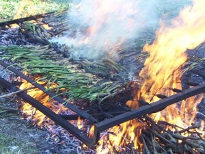 calçots